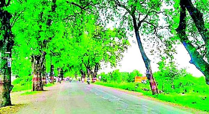 Tree cutting ban from court | न्यायालयाकडून वृक्षकटाईस मनाई Tree cutting ban from court | न्यायालयाकडून वृक्षकटाईस मनाई