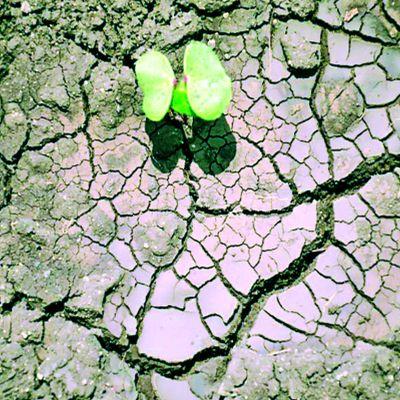 Khapri's disaster | खरीपाची आपदास्थिती