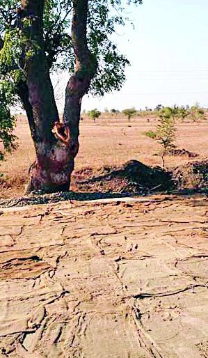 Even after the construction of the cement roads, the tree cover continues | सिमेंट रस्ते निर्मितीनंतरही वृक्षकटाई सुरूच Even after the construction of the cement roads, the tree cover continues | सिमेंट रस्ते निर्मितीनंतरही वृक्षकटाई सुरूच