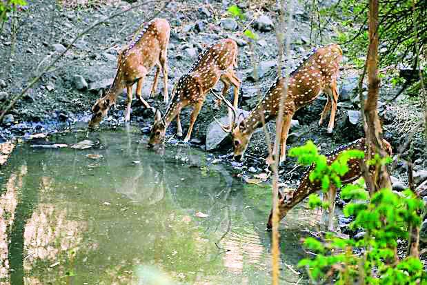 Dangerous water resources are among wild animals | आटणारे जलस्रोत वन्यप्राण्यांच्या मुळावर Dangerous water resources are among wild animals | आटणारे जलस्रोत वन्यप्राण्यांच्या मुळावर