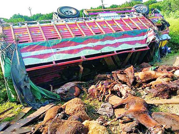 The truck overturned and hit 90 goats with the carrier | ट्रक उलटून वाहकासह ९० शेळ्या दगावल्या The truck overturned and hit 90 goats with the carrier | ट्रक उलटून वाहकासह ९० शेळ्या दगावल्या