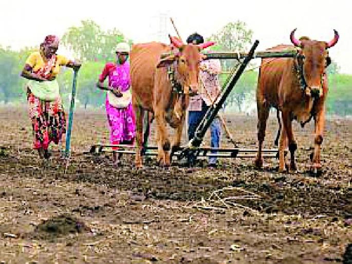 Morshi, highest in Warud; Less sowing in the moonlight | मोर्शी, वरुडमध्ये सर्वाधिक; चांदुरात कमी पेरणी Morshi, highest in Warud; Less sowing in the moonlight | मोर्शी, वरुडमध्ये सर्वाधिक; चांदुरात कमी पेरणी