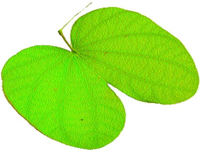 Looted 'gold' by Nashik | नाशिककरांनी लुटले ‘सोने’ Looted 'gold' by Nashik | नाशिककरांनी लुटले ‘सोने’