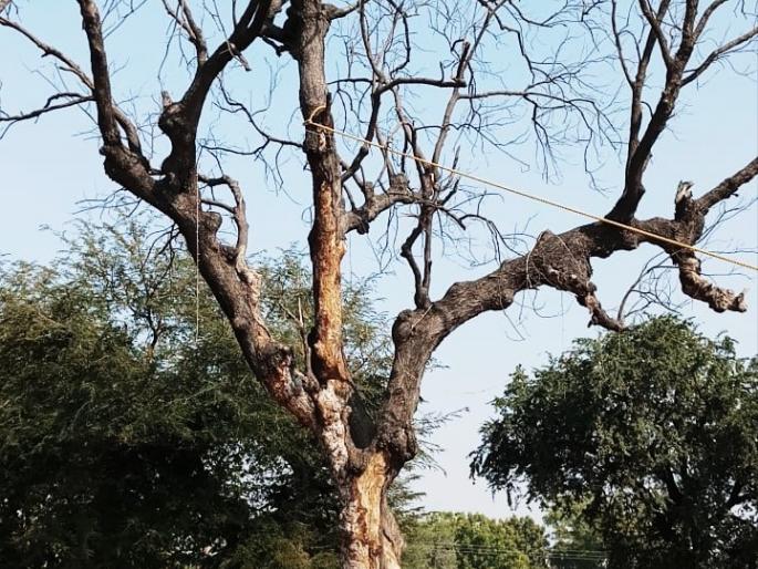 Two trees damaged on the highway were destroyed | महामार्गावरील वाळेलेली धोकेदायक दोन झाडे पाडली Two trees damaged on the highway were destroyed | महामार्गावरील वाळेलेली धोकेदायक दोन झाडे पाडली
