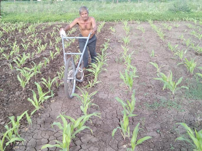 Speed up digging works in Baglan taluka | बागलाण तालुक्यात कोळपणीच्या कामांना वेग Speed up digging works in Baglan taluka | बागलाण तालुक्यात कोळपणीच्या कामांना वेग