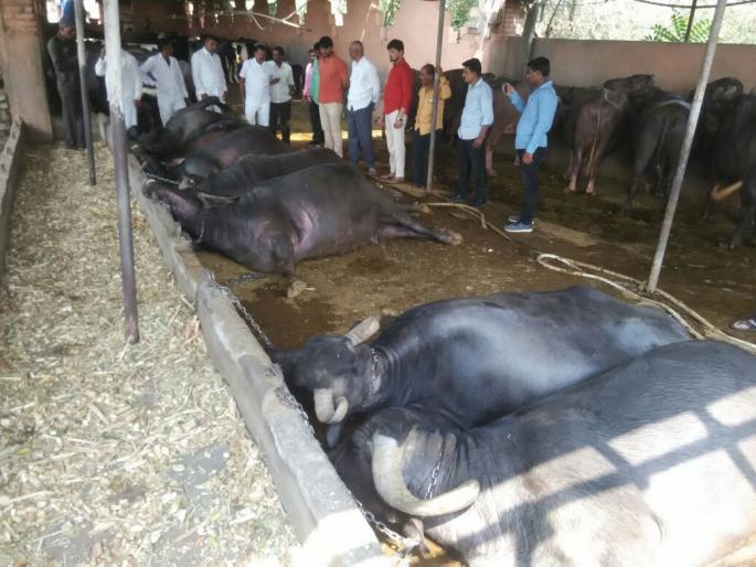 nashik,electric,shock,eight,buffaloes,Death | नाशिकमध्ये गोठ्यात विद्युतप्रवाह उतरल्याने आठ म्हशींचा मृत्यू