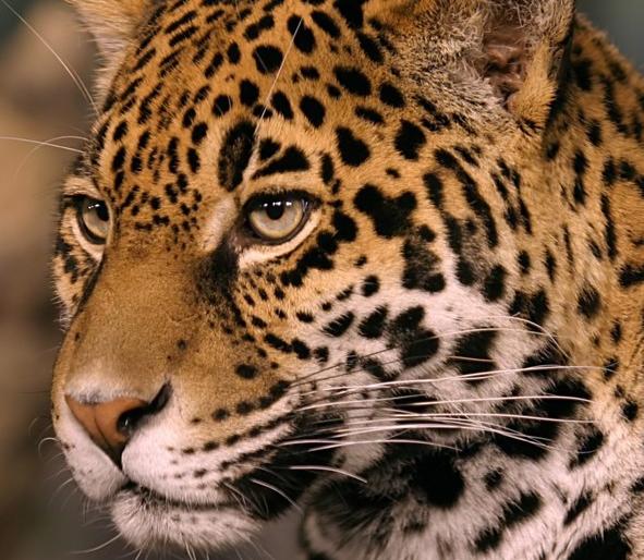 Leopard communications in Malevadi after attack on Dakshin Wadi farmer | भोजनकवाडीतील शेतकऱ्यावर हल्ला केल्यानंतर बिबट्याचा मालेवाडीत संचार Leopard communications in Malevadi after attack on Dakshin Wadi farmer | भोजनकवाडीतील शेतकऱ्यावर हल्ला केल्यानंतर बिबट्याचा मालेवाडीत संचार