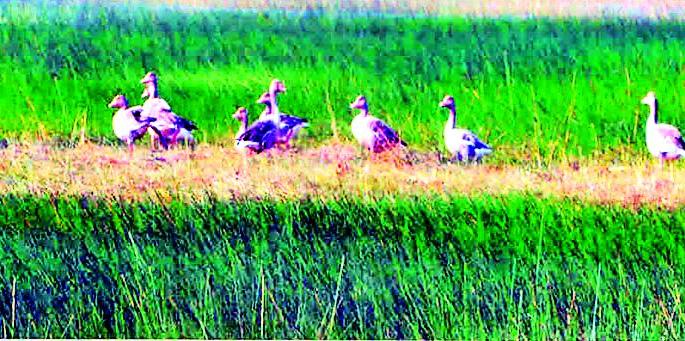 Migratory cabbage calculations on various ponds | विविध तलावांवर स्थलांतरित पाणपक्षी गणना