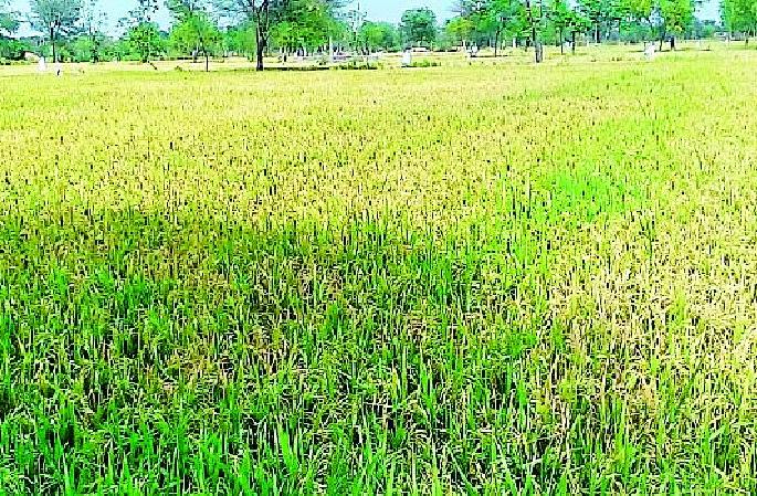 Extreme reduction in summer paddy production | उन्हाळी धान उत्पादनात कमालीची घट Extreme reduction in summer paddy production | उन्हाळी धान उत्पादनात कमालीची घट