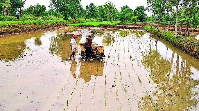 The beginning of Rovani in the Chulband valley of Palandur | पालांदूरच्या चुलबंद खोऱ्यात रोवणीचा श्रीगणेशा