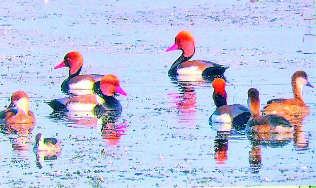Foreign birds recorded for the first time | विदेशी पक्ष्यांची पहिल्यांदाच नोंद Foreign birds recorded for the first time | विदेशी पक्ष्यांची पहिल्यांदाच नोंद