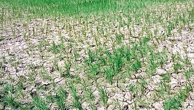 Sowing 56%, 50% rosary, Rain 58% | पेरणी ५६%, रोवणी ५०%, पाऊस ५८%