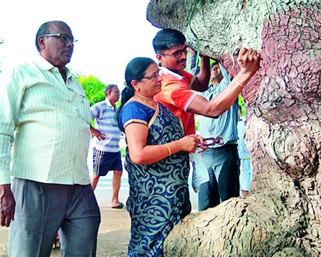 Eco-friendly for the nilly-free tree | खिळेमुक्त झाडांसाठी सरसावले पर्यावरणप्रेमी Eco-friendly for the nilly-free tree | खिळेमुक्त झाडांसाठी सरसावले पर्यावरणप्रेमी