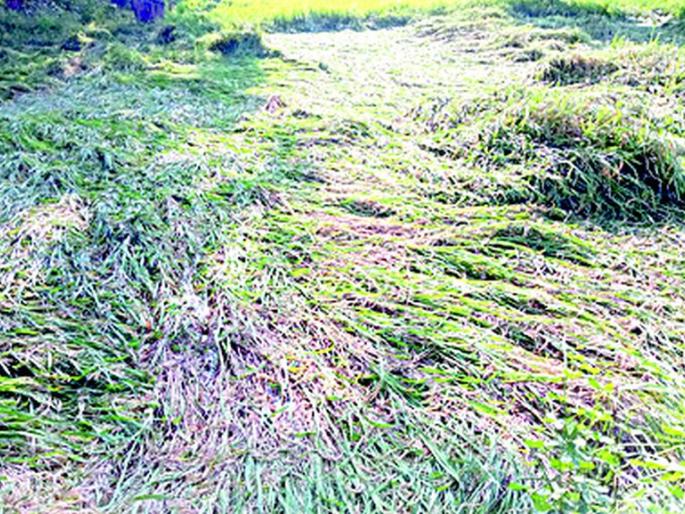 rain stay; Paddy in water | पाऊस मुक्कामी; धान पाण्यात