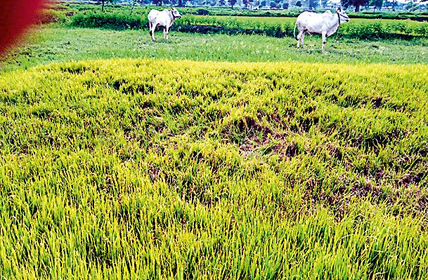 Rooney in 27 hectare in Mohadi Taluka | मोहाडी तालुक्यात २७ हेक्टरमध्ये रोवणी