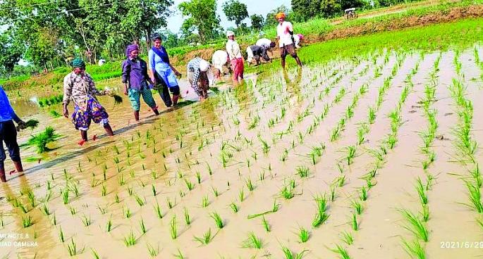 Students give state-of-the-art planting lessons to farmers! | शेतकऱ्यांना दिले विद्यार्थिनींनी अत्याधुनिक रोवणीचे धडे! Students give state-of-the-art planting lessons to farmers! | शेतकऱ्यांना दिले विद्यार्थिनींनी अत्याधुनिक रोवणीचे धडे!