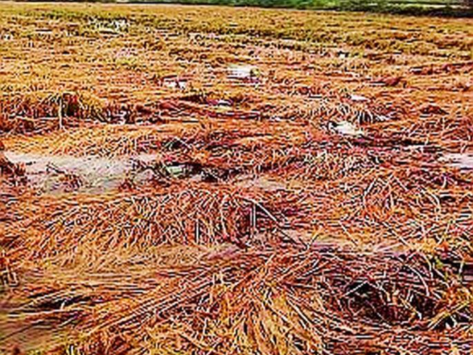 20 thousand farmers hit return rains | २० हजार शेतकऱ्यांना परतीच्या पावसाचा फटका 20 thousand farmers hit return rains | २० हजार शेतकऱ्यांना परतीच्या पावसाचा फटका