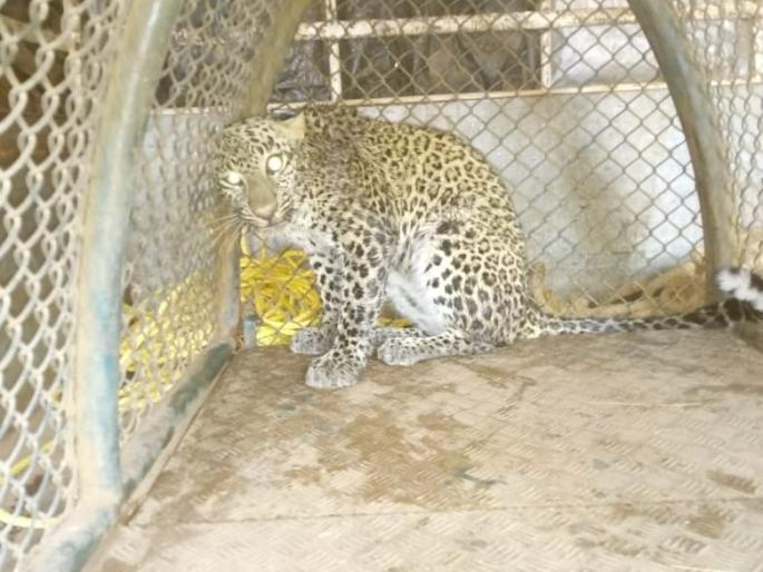 Bibeta rescued from a well in Rajapur | राजापुरात विहिरीत पडलेल्या बिबट्याची सुखरूप सुटका Bibeta rescued from a well in Rajapur | राजापुरात विहिरीत पडलेल्या बिबट्याची सुखरूप सुटका