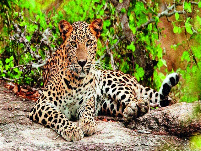 Calf killed in marijuana attack | बिबट्याच्या हल्ल्यात वासरू ठार