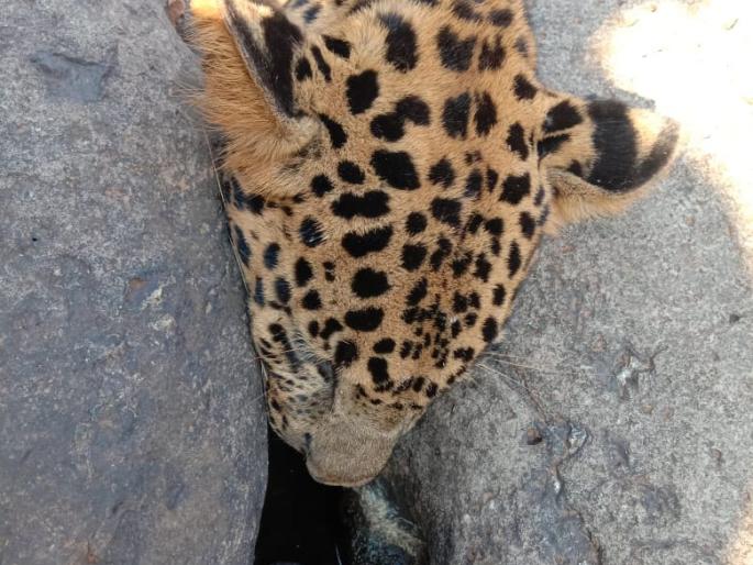 Fatal death due to hanging | फासकीत सापडल्याने बिबट्याचा मृत्यू Fatal death due to hanging | फासकीत सापडल्याने बिबट्याचा मृत्यू