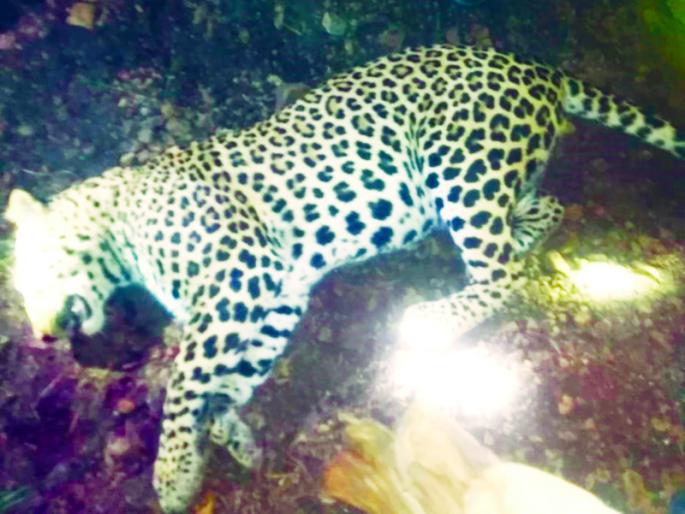 Funerals in accordance with NTCA guidelines; Video recording of autopsy and funeral | Breaking; ‘एनटीसीए’च्या मार्गदर्शक तत्त्वानुसार होणार बिबट्याचे अंत्यसंस्कार Funerals in accordance with NTCA guidelines; Video recording of autopsy and funeral | Breaking; ‘एनटीसीए’च्या मार्गदर्शक तत्त्वानुसार होणार बिबट्याचे अंत्यसंस्कार