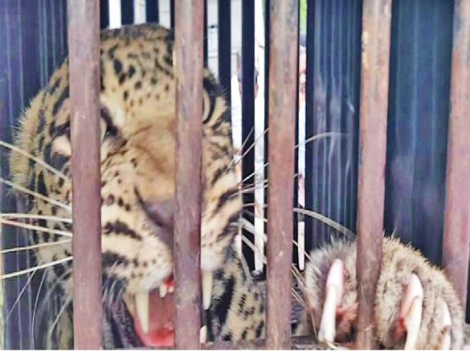 Leopard Zerband at Malodad Shivar in Sangamner Taluka | संगमनेर तालुक्यातील मालदाड शिवारात बिबट्या जेरबंद
