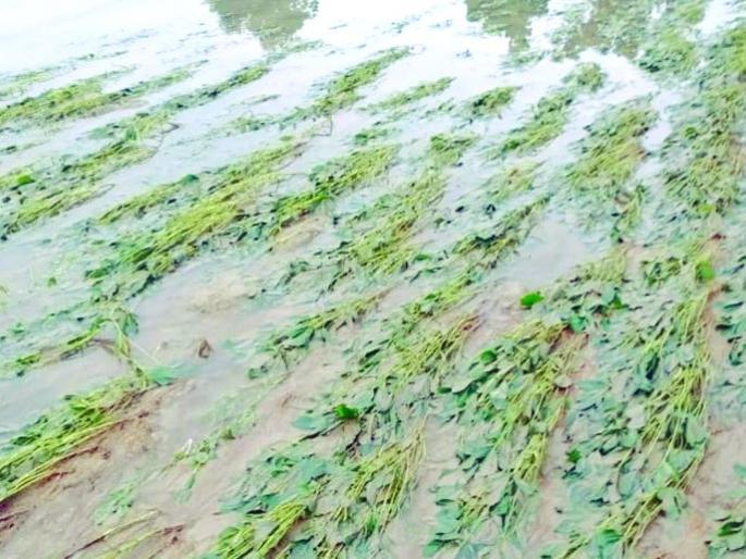 Damage to crops on 8000 hectares in Buldana district | बुलडाणा जिल्ह्यात ८ हजार हेक्टरवरील पिकांचे नुकसान Damage to crops on 8000 hectares in Buldana district | बुलडाणा जिल्ह्यात ८ हजार हेक्टरवरील पिकांचे नुकसान