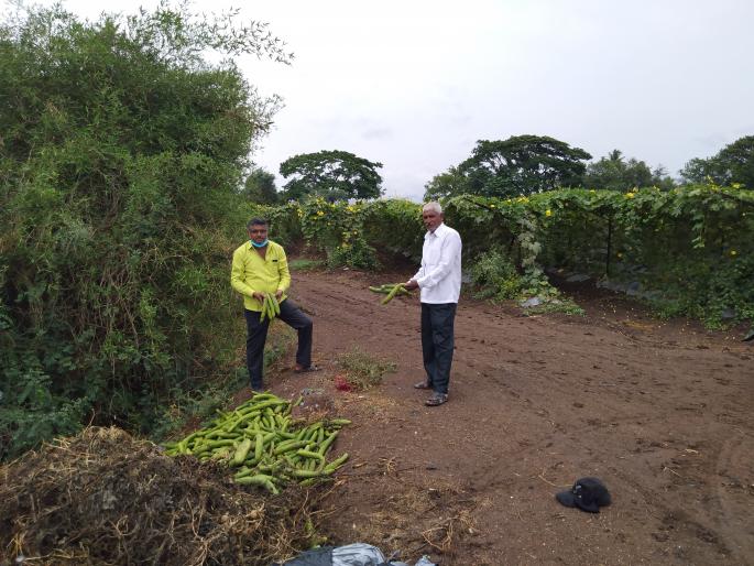 Gilke, watermelon thrown on the road because of not getting rates | दर मिळत नसल्याने गिलके, टरबूज फेकले रस्त्यावर Gilke, watermelon thrown on the road because of not getting rates | दर मिळत नसल्याने गिलके, टरबूज फेकले रस्त्यावर