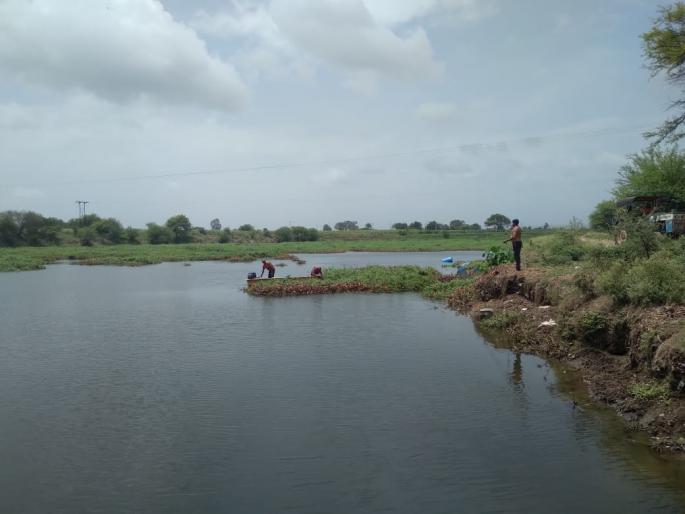 Start removing the watermelon from the pot | गोदापात्रातील पाणवेली काढण्यास प्रारंभ Start removing the watermelon from the pot | गोदापात्रातील पाणवेली काढण्यास प्रारंभ