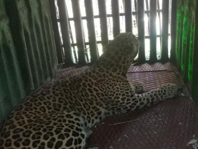 Bilbatya jail at Lalpadi | लालपाडी येथे बिबटया जेरबंद Bilbatya jail at Lalpadi | लालपाडी येथे बिबटया जेरबंद