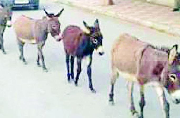 District Collector ordered to save the donkey | जिल्हाधिकाऱ्यांना मिळाले गाढव वाचविण्याचे आदेश District Collector ordered to save the donkey | जिल्हाधिकाऱ्यांना मिळाले गाढव वाचविण्याचे आदेश