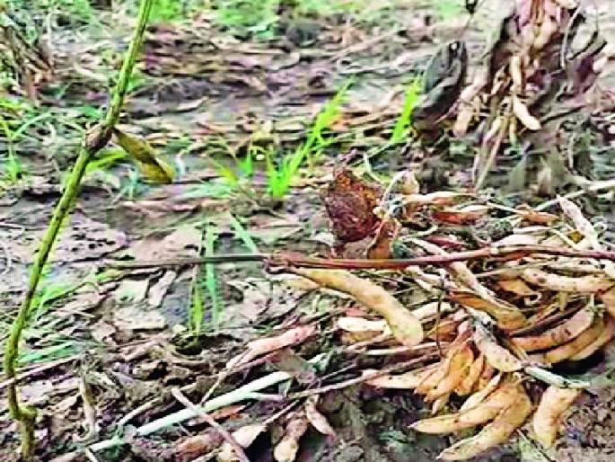 Soybean producer farmers suffer from financial crisis | सोयाबीन उत्पादक शेतकरी आर्थिक संकटात Soybean producer farmers suffer from financial crisis | सोयाबीन उत्पादक शेतकरी आर्थिक संकटात