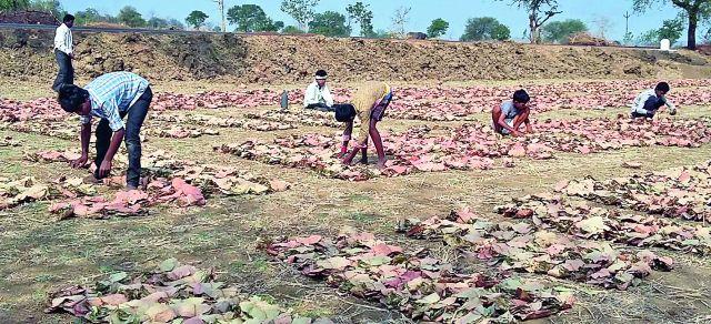 Balamjur has been working on turnaround padding | तेंदूपत्ता पुडके पलटविण्याच्या कामावर राबतात बालमजूर Balamjur has been working on turnaround padding | तेंदूपत्ता पुडके पलटविण्याच्या कामावर राबतात बालमजूर