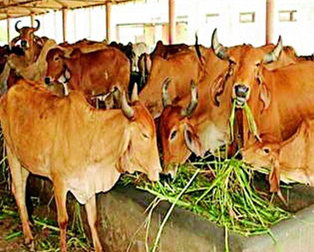 Animal services center to be closed? | प्राणी सेवाकेंद्र बंद पडणार? Animal services center to be closed? | प्राणी सेवाकेंद्र बंद पडणार?