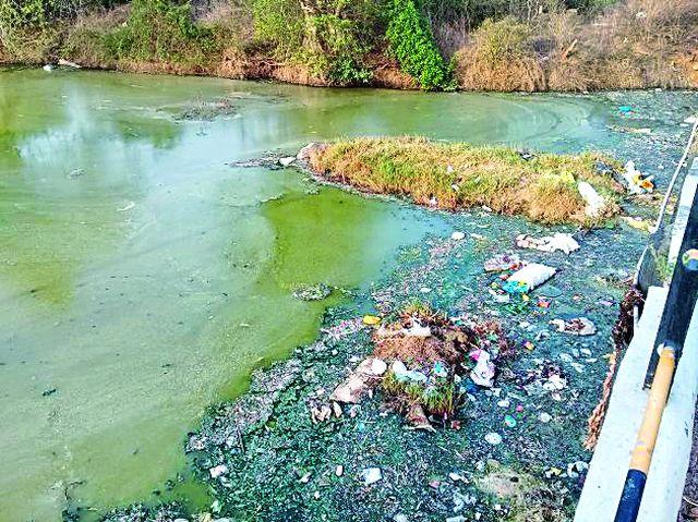 Animal risks due to chemical water | रसायनयुक्त पाण्यामुळे जनावरांना धोका Animal risks due to chemical water | रसायनयुक्त पाण्यामुळे जनावरांना धोका