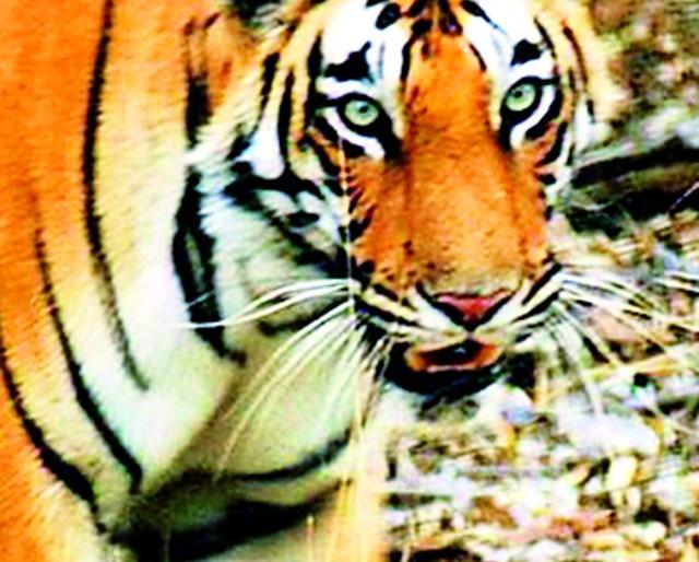 How many cannibal tigers to take? | नरभक्षक वाघ आणखी किती बळी घेणार? How many cannibal tigers to take? | नरभक्षक वाघ आणखी किती बळी घेणार?