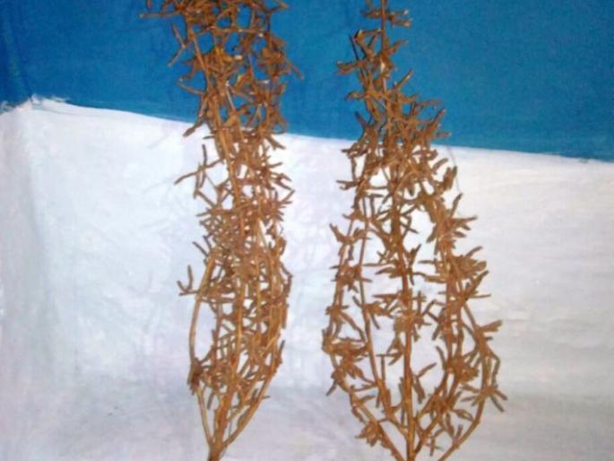 SBG 'soybean varieties developed by farmer in Chandrapur district | वरोऱ्यातील शेतकऱ्याने विकसित केले ‘एसबीजी’ सोयाबीन वाण SBG 'soybean varieties developed by farmer in Chandrapur district | वरोऱ्यातील शेतकऱ्याने विकसित केले ‘एसबीजी’ सोयाबीन वाण