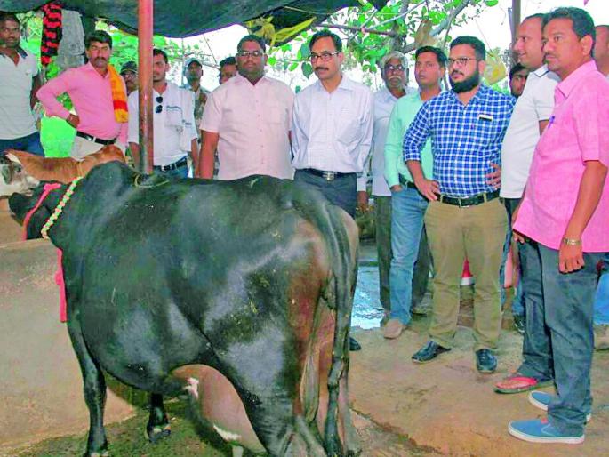 Farmers should accept dairy business | शेतकऱ्यांनी दुग्ध व्यवसाय स्वीकारावा Farmers should accept dairy business | शेतकऱ्यांनी दुग्ध व्यवसाय स्वीकारावा