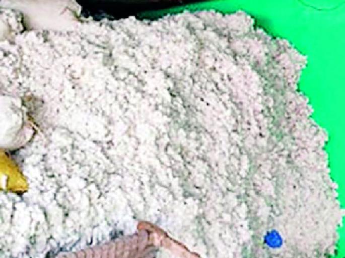 Farmer's cotton will buy till September 30 | शेतकऱ्यांचा कापूस ३० सप्टेंबरपर्यंत खरेदी करणार Farmer's cotton will buy till September 30 | शेतकऱ्यांचा कापूस ३० सप्टेंबरपर्यंत खरेदी करणार