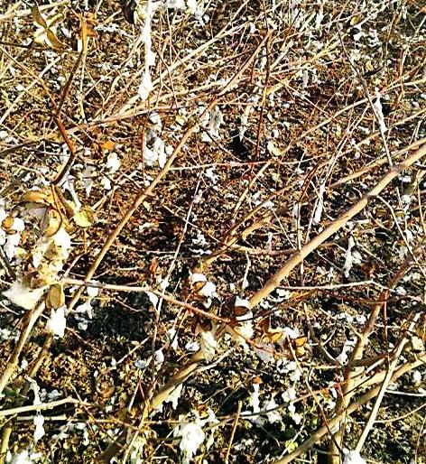 Farmer's white gold clay | शेतकऱ्याचे पांढरे सोने मातीमोल Farmer's white gold clay | शेतकऱ्याचे पांढरे सोने मातीमोल