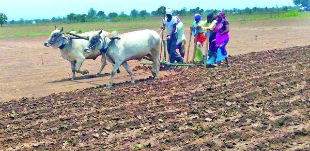 Rain disappeared; The crisis of drought sowing | पाऊस बेपत्ता; दुबार पेरणीचे संकट Rain disappeared; The crisis of drought sowing | पाऊस बेपत्ता; दुबार पेरणीचे संकट