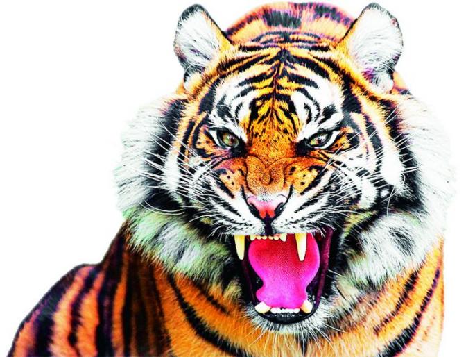 Tiger poaching in Chandrapur meteorological station area | चंद्रपूर महाऔष्णिक केंद्र परिसरात वाघाचा धुमाकूळ Tiger poaching in Chandrapur meteorological station area | चंद्रपूर महाऔष्णिक केंद्र परिसरात वाघाचा धुमाकूळ