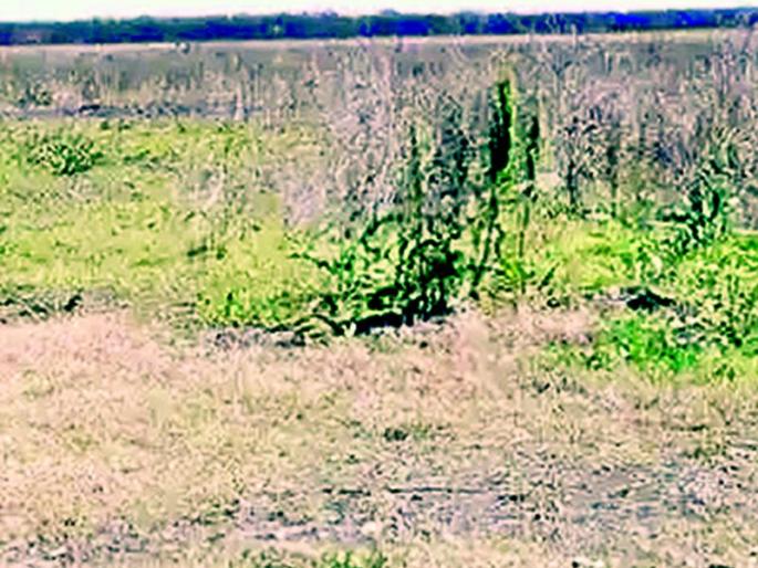 Works stalled due to pending land surveying cases | प्रलंबित भूमापन मोजणी प्रकरणांमुळे अडकली कामे Works stalled due to pending land surveying cases | प्रलंबित भूमापन मोजणी प्रकरणांमुळे अडकली कामे