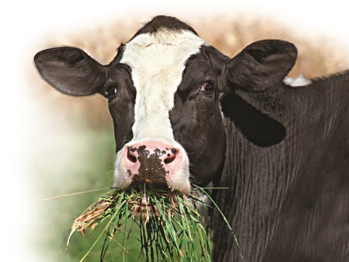 Sales of sugarcane and pulses declined due to rains; Animal fodder was plentiful, booking of fodder over the phone | पावसामुळे ऊस, कडब्याची विक्री घटली; जनावरांना चारा झाला मुबलक, फोनवरच चा-याची बुकिंग  Sales of sugarcane and pulses declined due to rains; Animal fodder was plentiful, booking of fodder over the phone | पावसामुळे ऊस, कडब्याची विक्री घटली; जनावरांना चारा झाला मुबलक, फोनवरच चा-याची बुकिंग