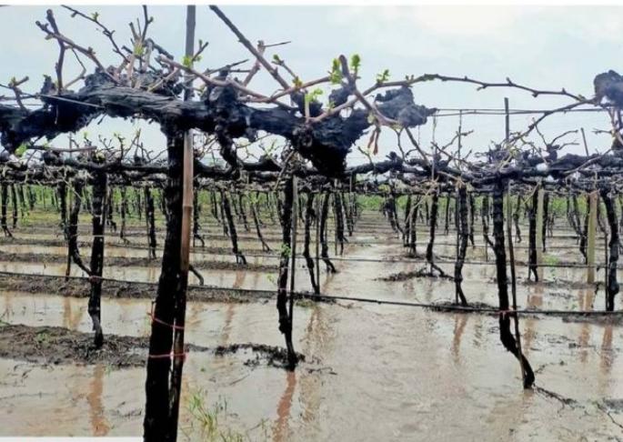Damage to agriculture due to return rains in Dindori taluka | दिंडोरी तालुक्यात परतीच्या पावसाने शेतीचे नुकसान Damage to agriculture due to return rains in Dindori taluka | दिंडोरी तालुक्यात परतीच्या पावसाने शेतीचे नुकसान