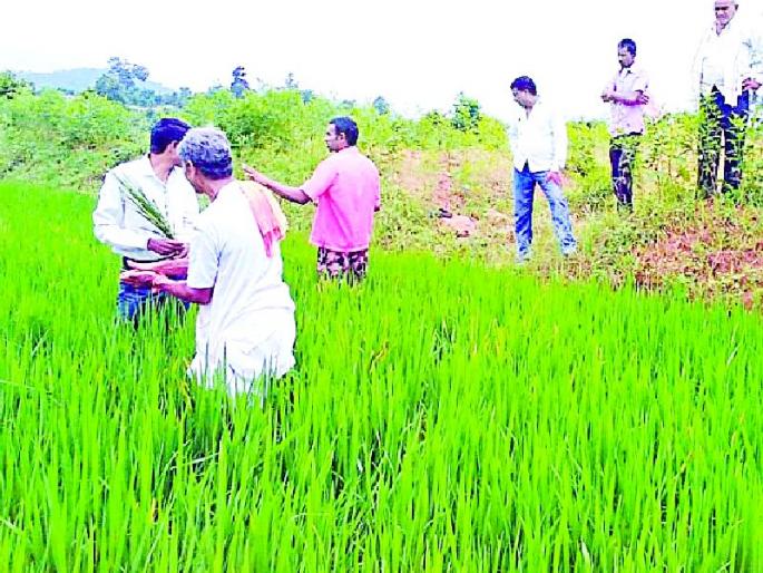 Manage the pest on the grain | धानावरील किडीचे व्यवस्थापन करा Manage the pest on the grain | धानावरील किडीचे व्यवस्थापन करा