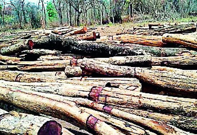 Dangers of wildlife were found in the danger of tree collapse | वृक्ष तोडीमुळे वन्यजीवांची वस्तीस्थाने सापडली धोक्यात