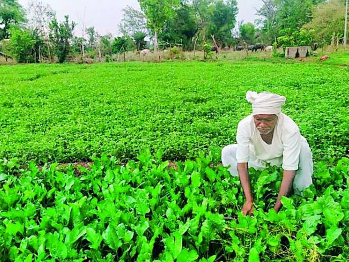 Cultivation of vegetables in an area of 50 hectares | ५० हेक्टर क्षेत्रात भाजीपाल्याची लागवड Cultivation of vegetables in an area of 50 hectares | ५० हेक्टर क्षेत्रात भाजीपाल्याची लागवड