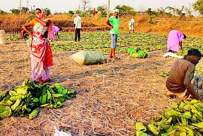 Four villages got Rs 40 lakh from Tendu collection | तेंदू संकलनातून चार गावांना मिळाले ४० लाख Four villages got Rs 40 lakh from Tendu collection | तेंदू संकलनातून चार गावांना मिळाले ४० लाख