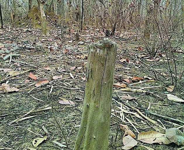 Invalid tree trunk in Sawakkhed | सावलखेडात अवैध वृक्षतोड Invalid tree trunk in Sawakkhed | सावलखेडात अवैध वृक्षतोड